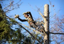 the-essential-guide-to-tree-care-and-maintenance