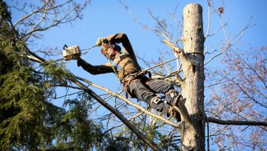 the-essential-guide-to-tree-care-and-maintenance