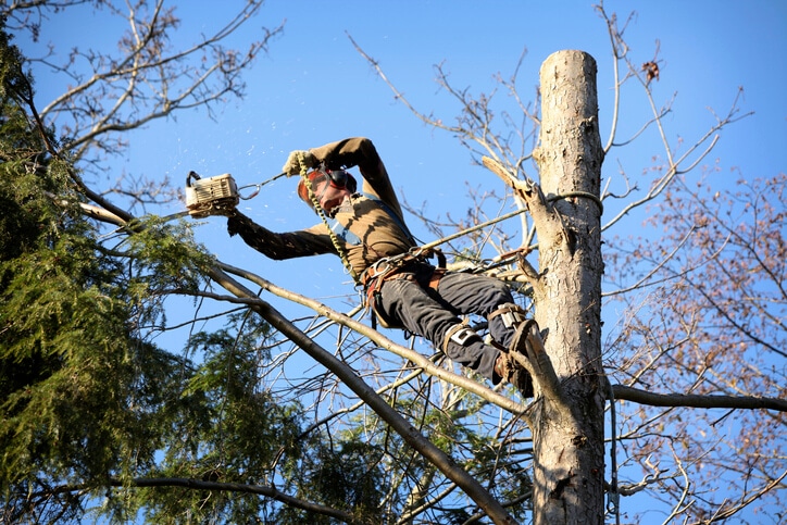the-essential-guide-to-tree-care-and-maintenance